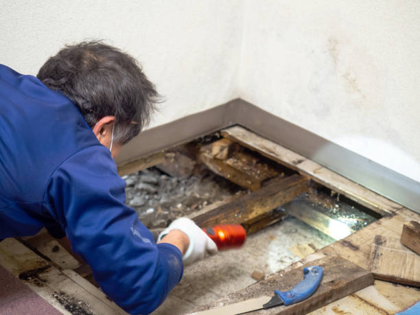Best DIY Mold Remediation Support Services in Ruidoso, NM