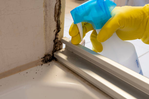 Best Attic Mold Remediation in Ruidoso, NM
