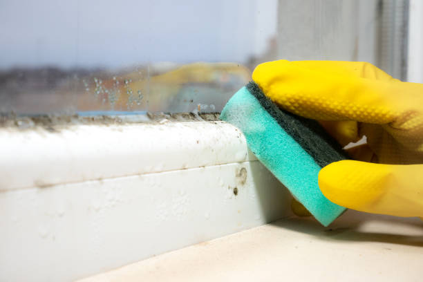 Best White Mold Remediation in Ruidoso, NM