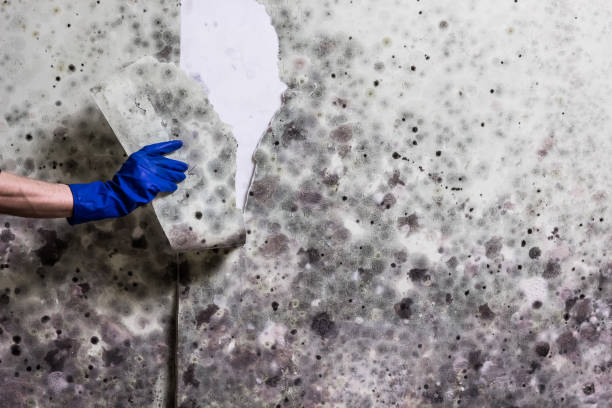 Best DIY Mold Remediation Support Services in Ruidoso, NM
